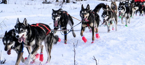 Do Sled Dogs Wear Boots