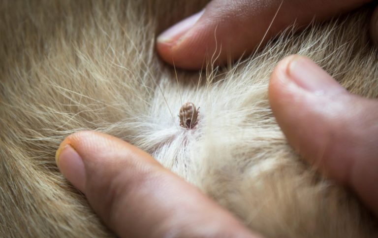 Do Ticks Burrow under Dog Skin