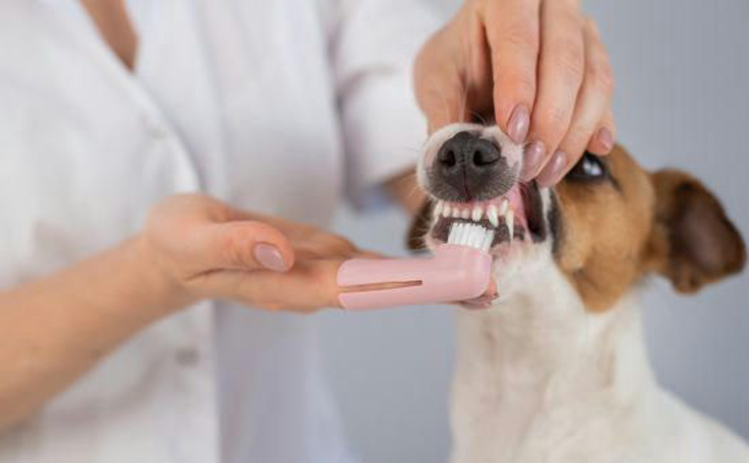 Do You Have to Brush a Dog'S Teeth