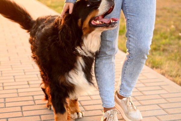 Do You Have to Have a License to Groom Dogs