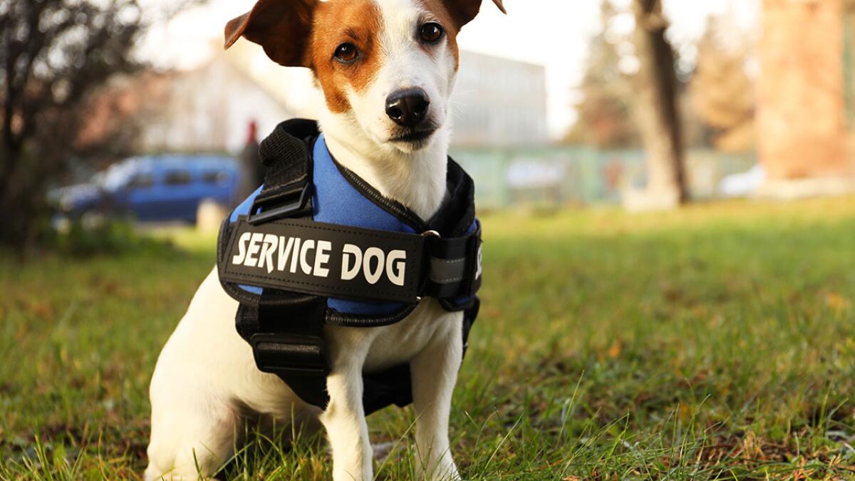 Does a Service Dog Have to Have a Vest: Essential Insights