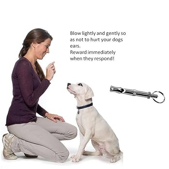 Does Dog Whistle Hurt Dogs