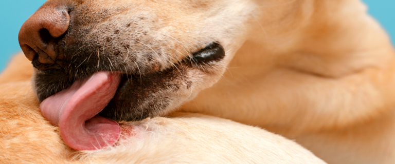 How Can I Help My Dog With Itchy Skin