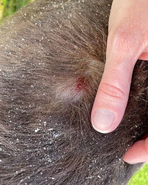 How Do I Help My Dog With Dry Skin