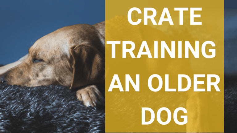 How Do You Crate Train an Older Dog