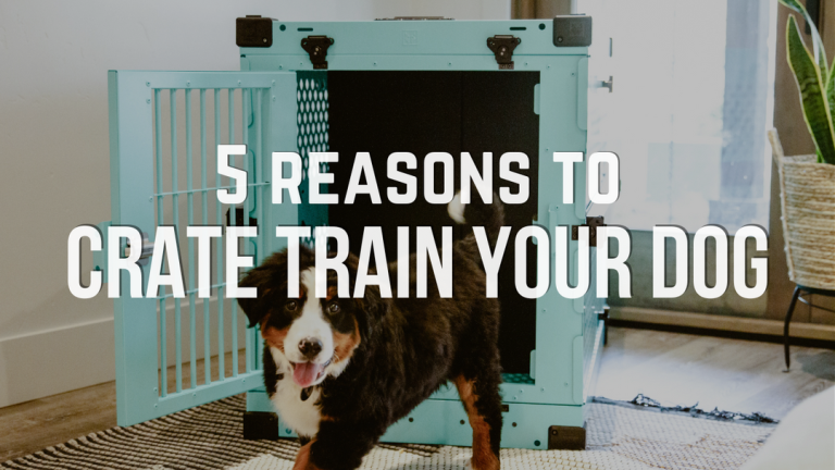 How Do You Crate Train Your Dog