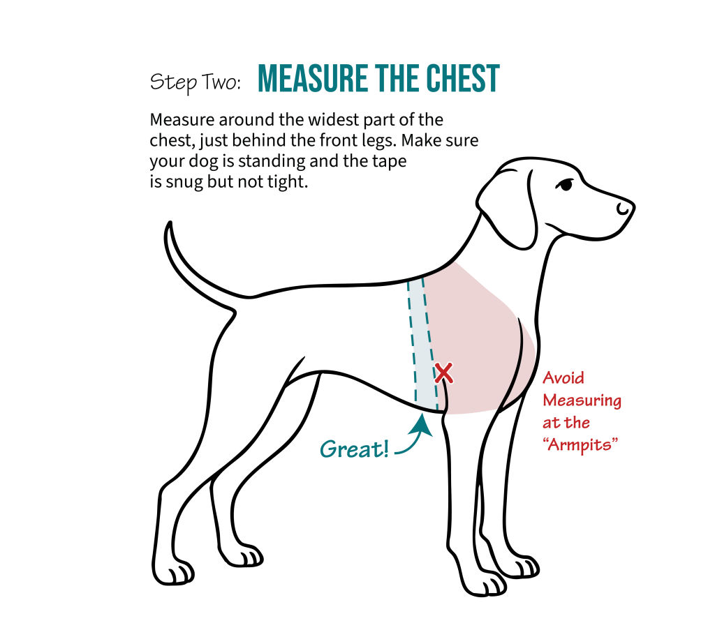 How Do You Measure a Dog for a Coat