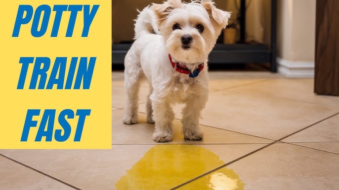 How Do You Potty Train a Dog Fast