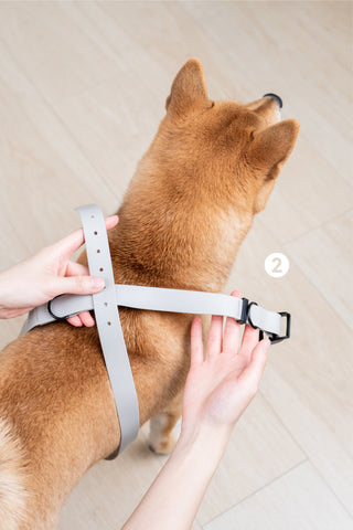 How Do You Put a Harness on a Small Dog: Easy Steps