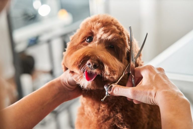 How Grooming a Dog