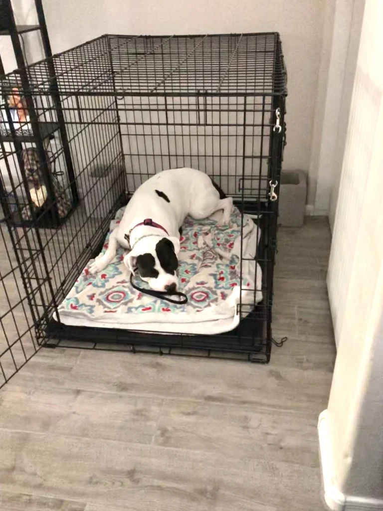 How Long Can You Leave a Dog in Crate