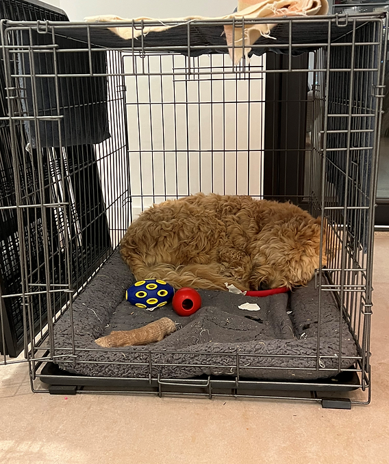How Long Should a Dog Be in a Crate
