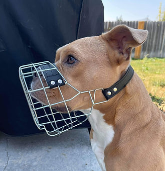How Long Should a Dog Wear a Muzzle