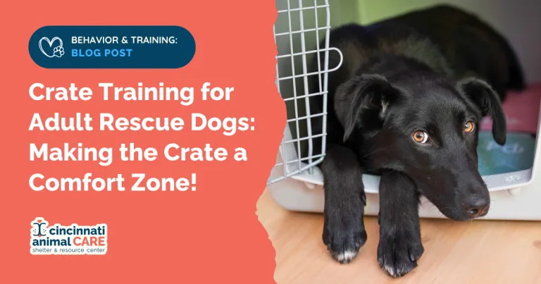 How Long Should Dogs Be Crated