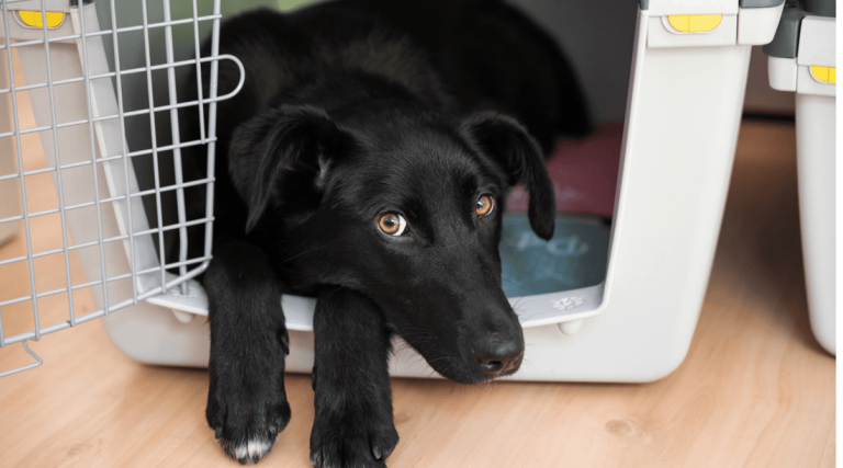 How Long to Crate Train Dog