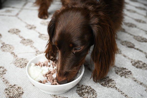 How Long to Feed Dog Bland Diet After Diarrhea