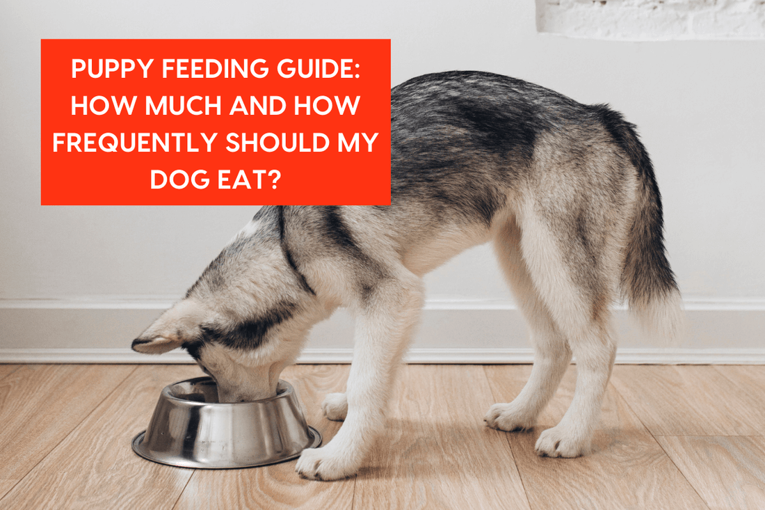 How Many Times a Day Do You Feed a Dog: Essential Guide