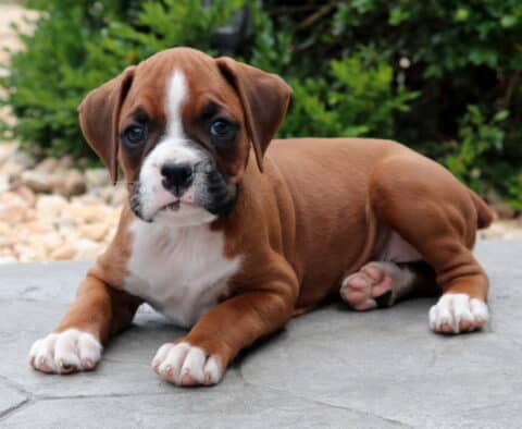 How Much Does a Boxer Dog Cost