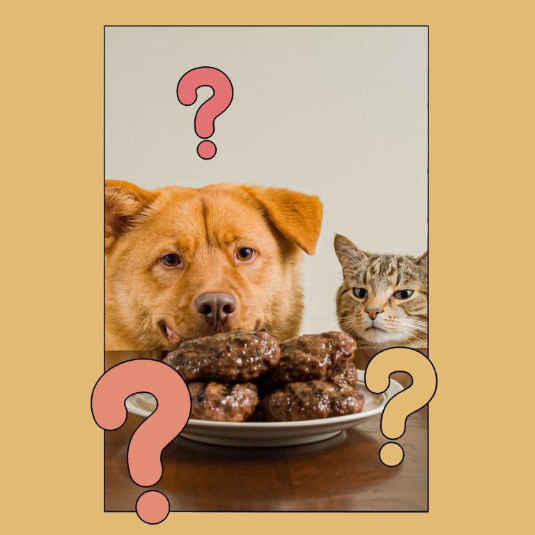 How Much Does a Dog Abortion Cost