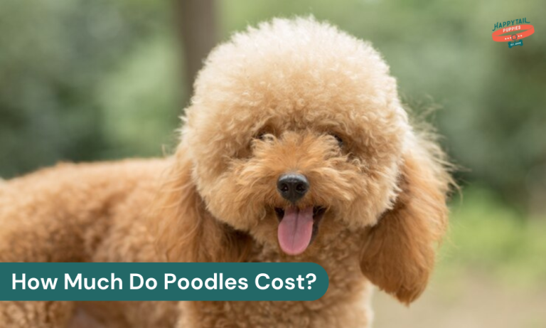 How Much Does a Poodle Dog Cost