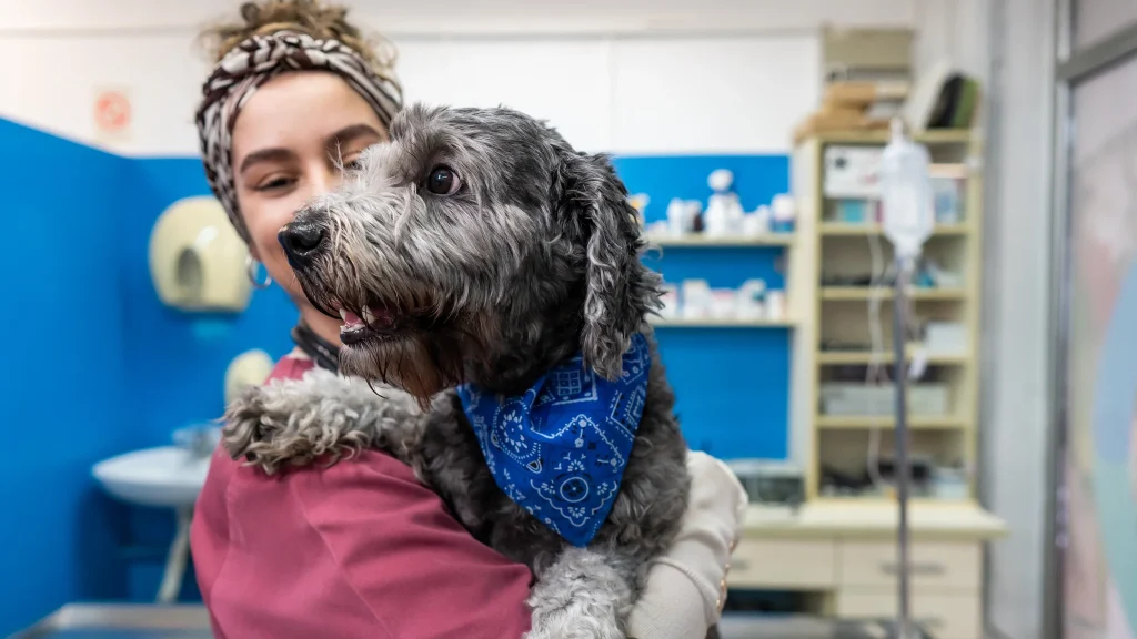 How Much Does Dog Breeding Cost