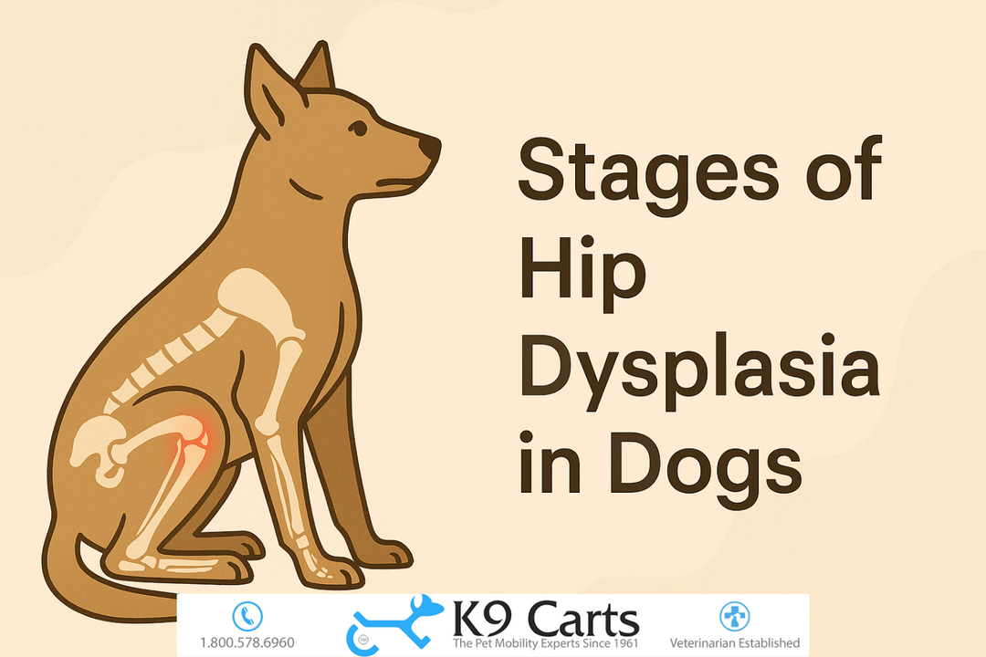 How Much Does It Cost to Amputate a Dog'S Leg