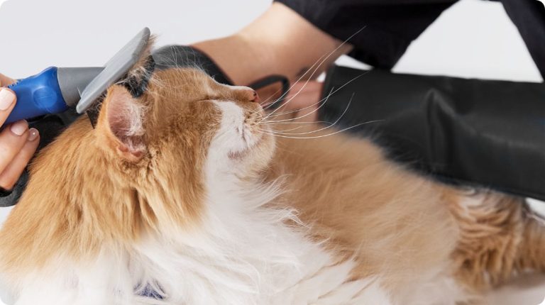 How Much Does Petsmart Dog Grooming Cost