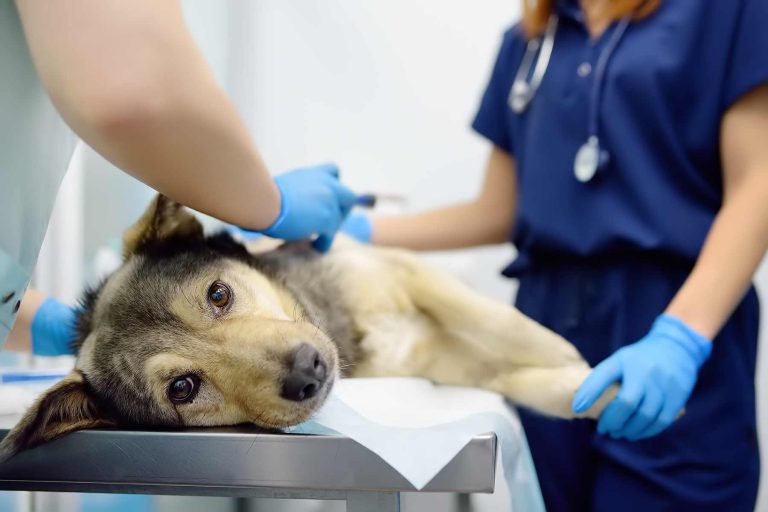 How Much Does Surgery for a Dog Cost
