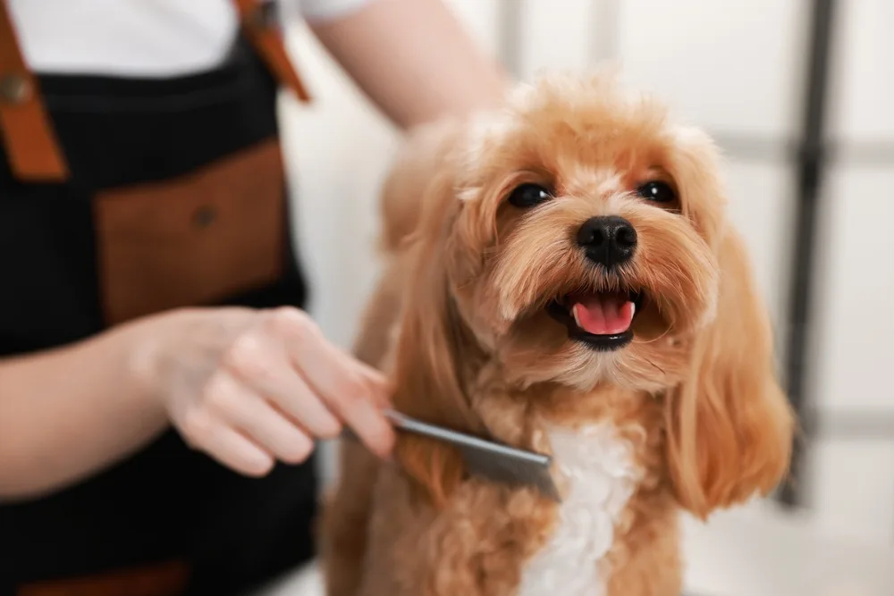 How Much is It to Get a Dog Groomed