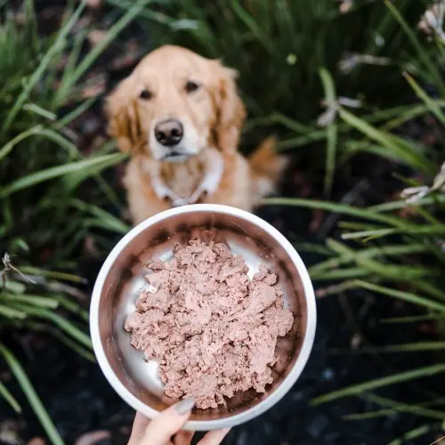 How Much Should My Dog Eat on a Raw Diet