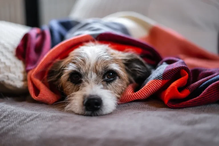 How Much to Tip Mobile Dog Groomer