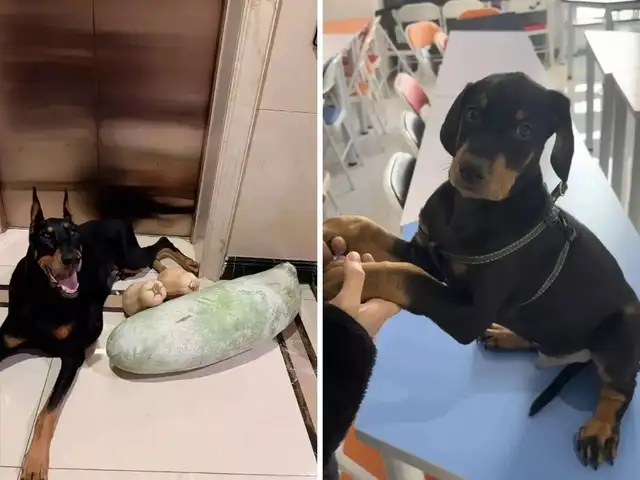 How Much Will It Cost to Clone My Dog