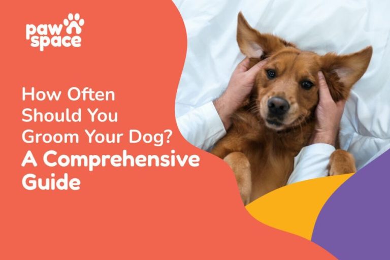 How Often Groom Dog