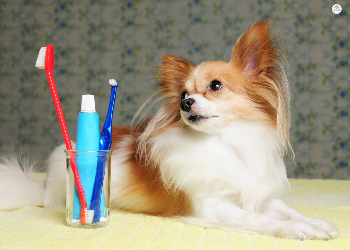 How Often Should U Brush Dogs Teeth