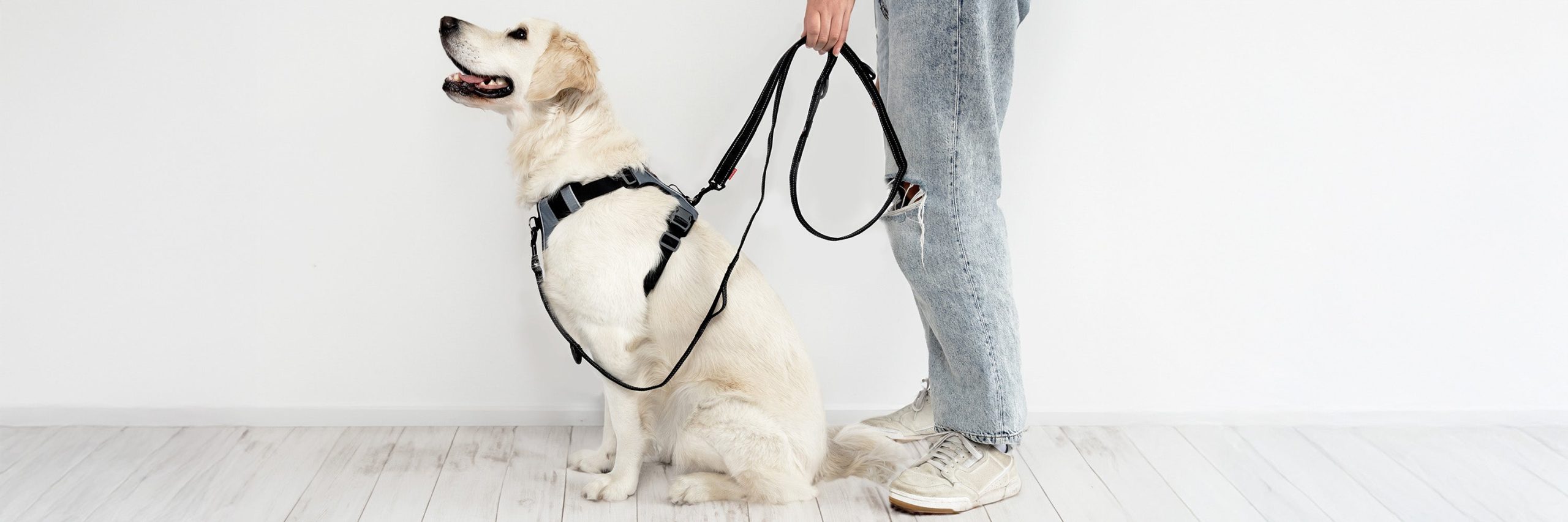 How Should a Harness Fit a Dog: Essential Tips