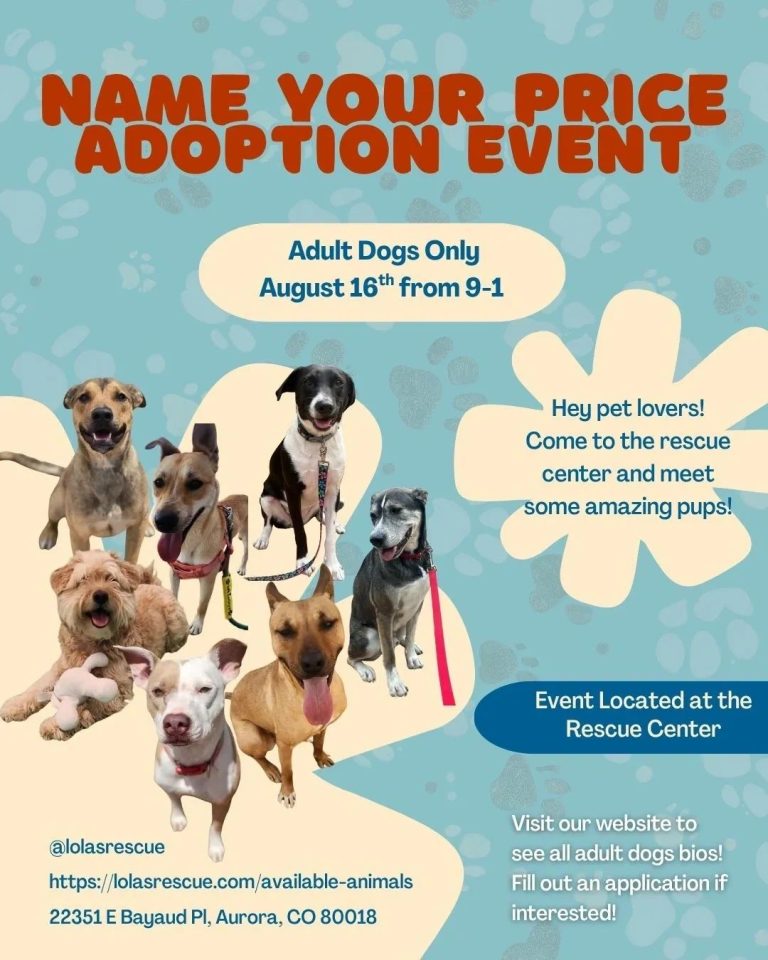 How to Adopt a Dog from a Shelter