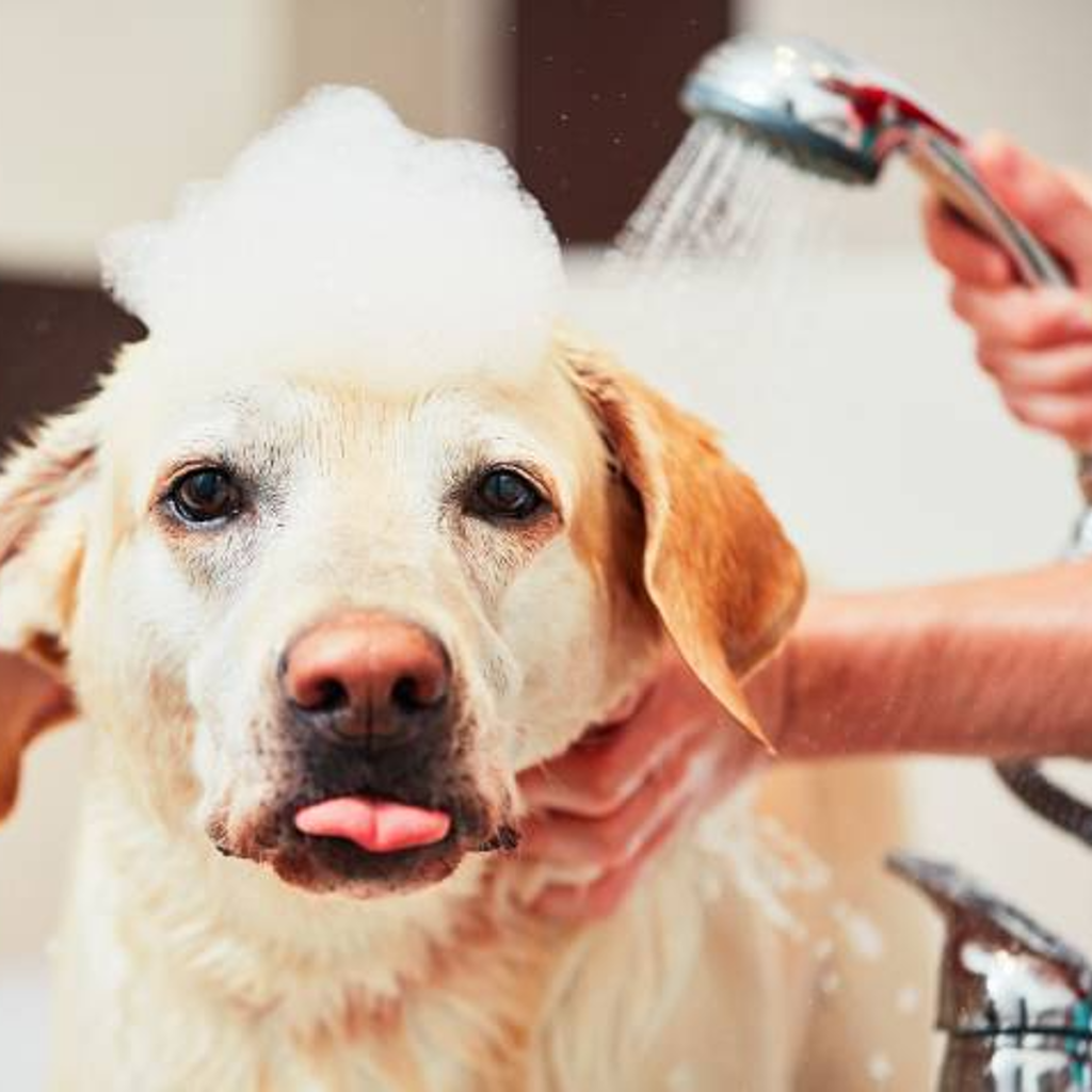 How to Bathe Your Dog Like a Groomer