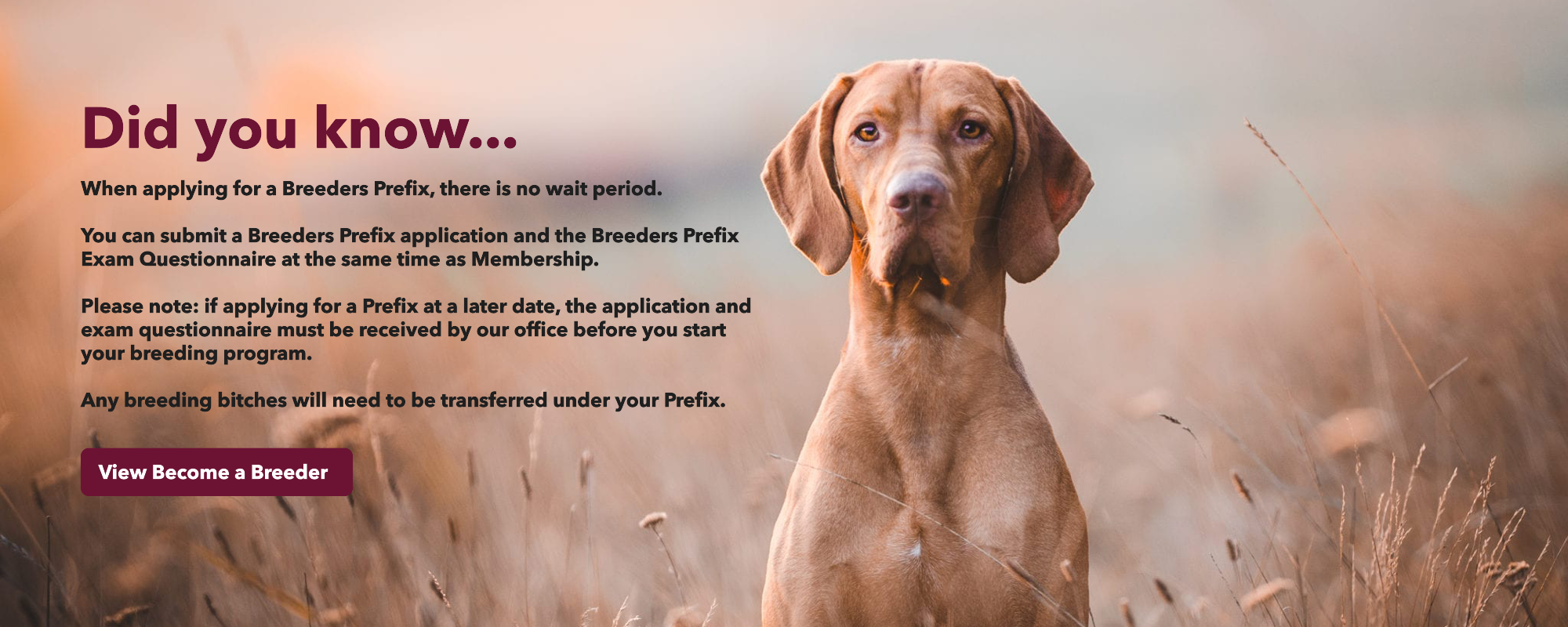 How to Become a Breeder of Dogs