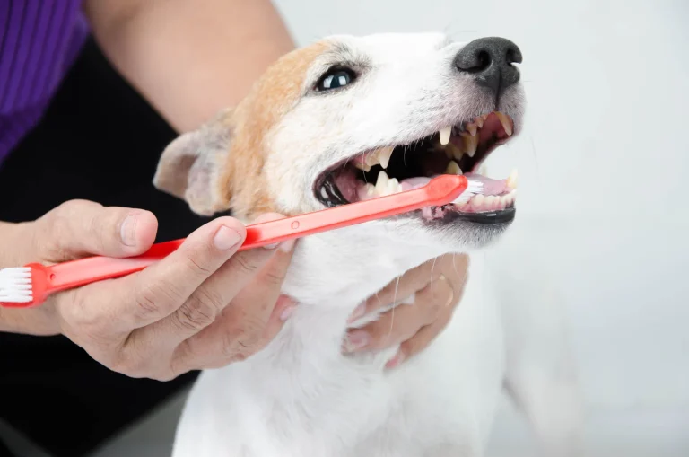 How to Brush Dogs Teeth