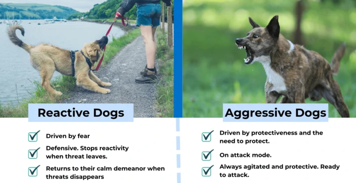 How to Calm a Reactive Dog