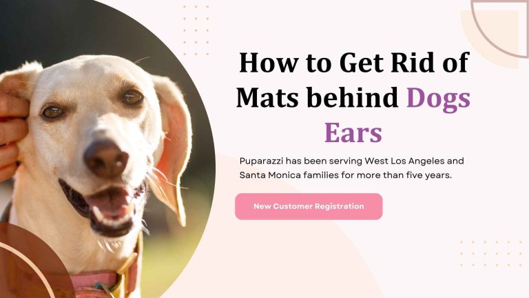How to Get Mats Out of Dog Hair