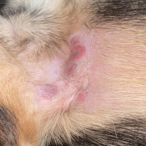 How to Get Rid of Dog Skin Rashes