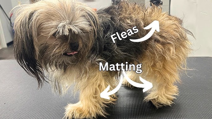 How to Groom a Dog With Matted Hair: Expert Tips