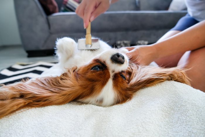 How to Groom a Dog