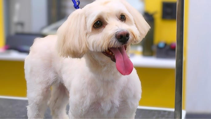 How to Groom a Havanese Dog