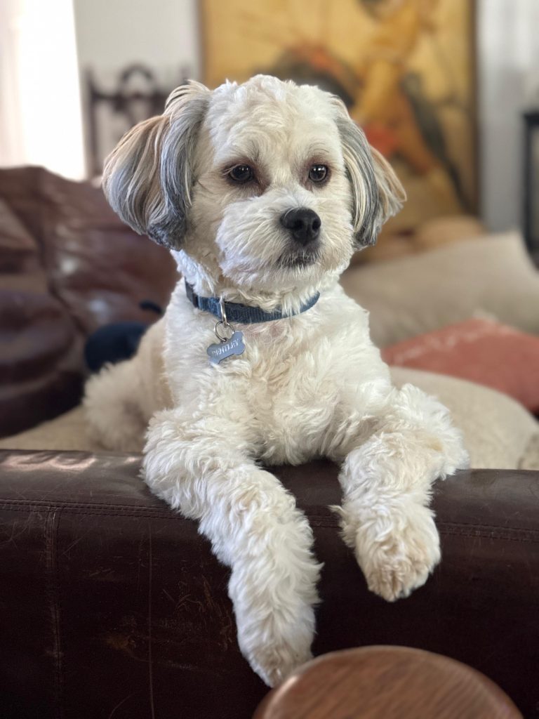 How to Groom a Shih Poo Dog