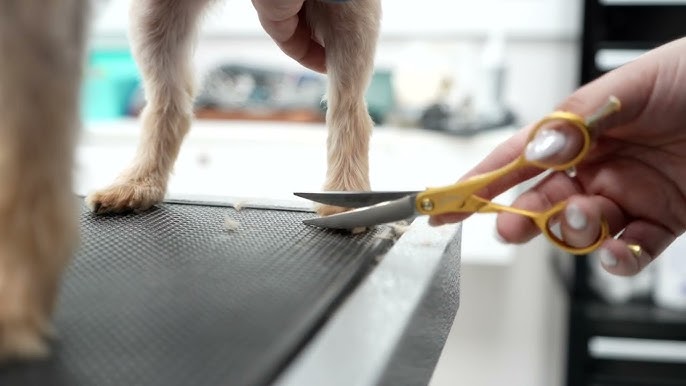 How to Groom Dog Paws