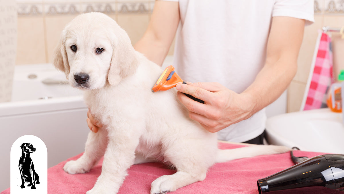 How to Groom My Dog