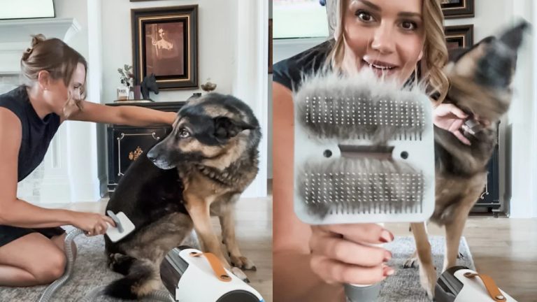 How to Groom Your Dog at Home With Clippers