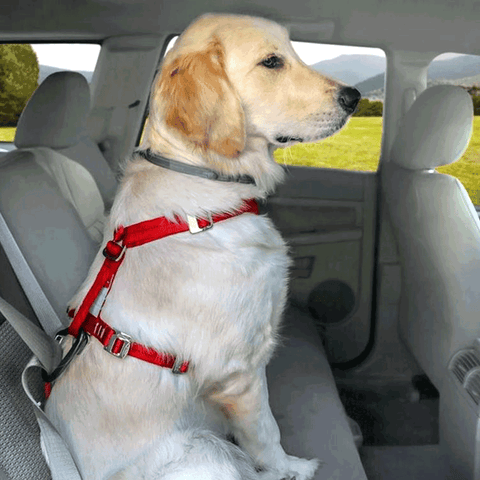How to Harness a Dog: Master the Art Effortlessly